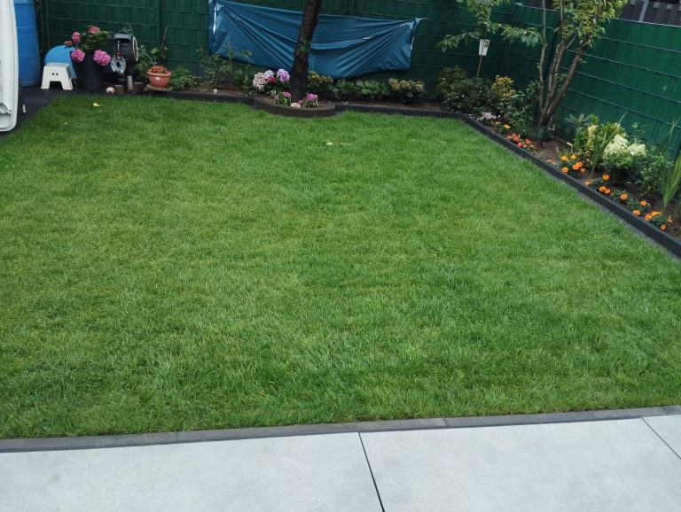 Rasenneuanlage nachher dichter sattgrüner Rasen